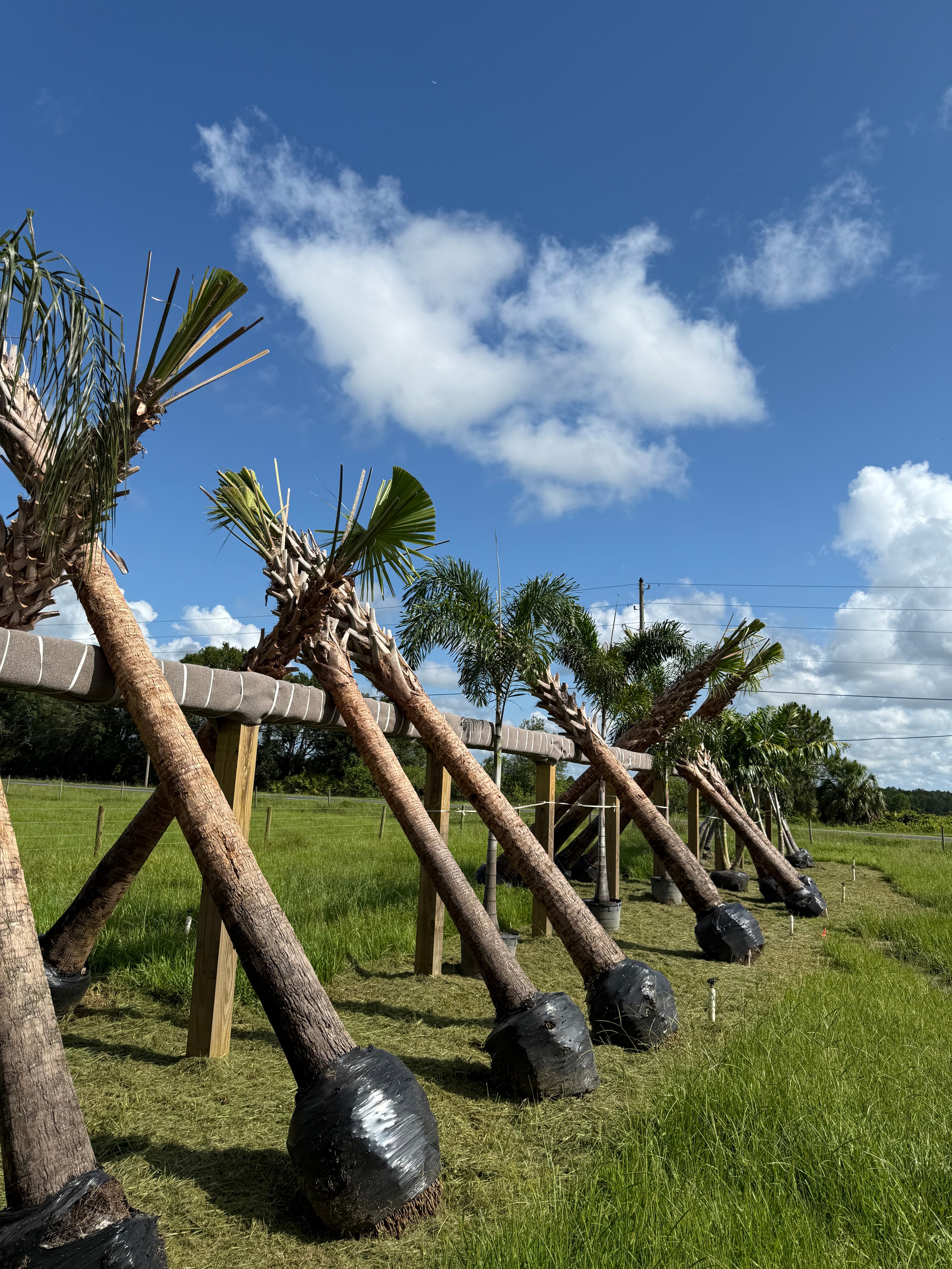 Butler Tree Farm nursery grounds