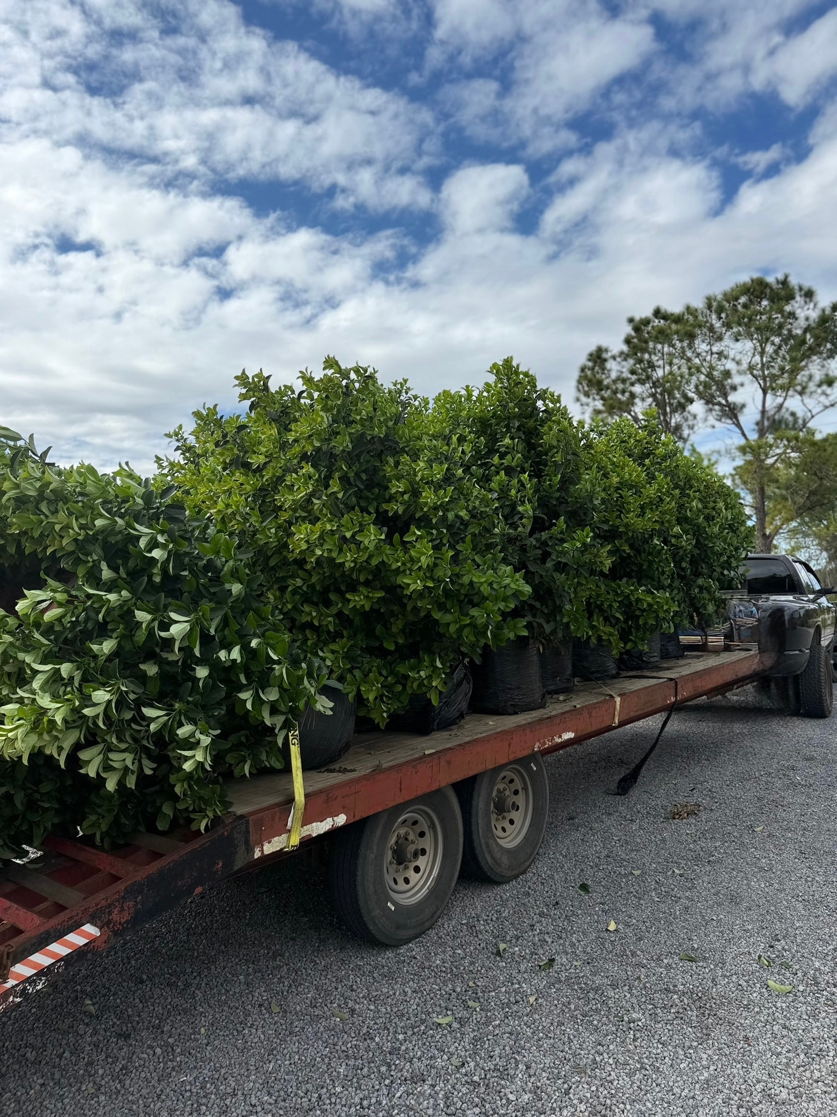 Statewide plant delivery from Butler Tree Farm