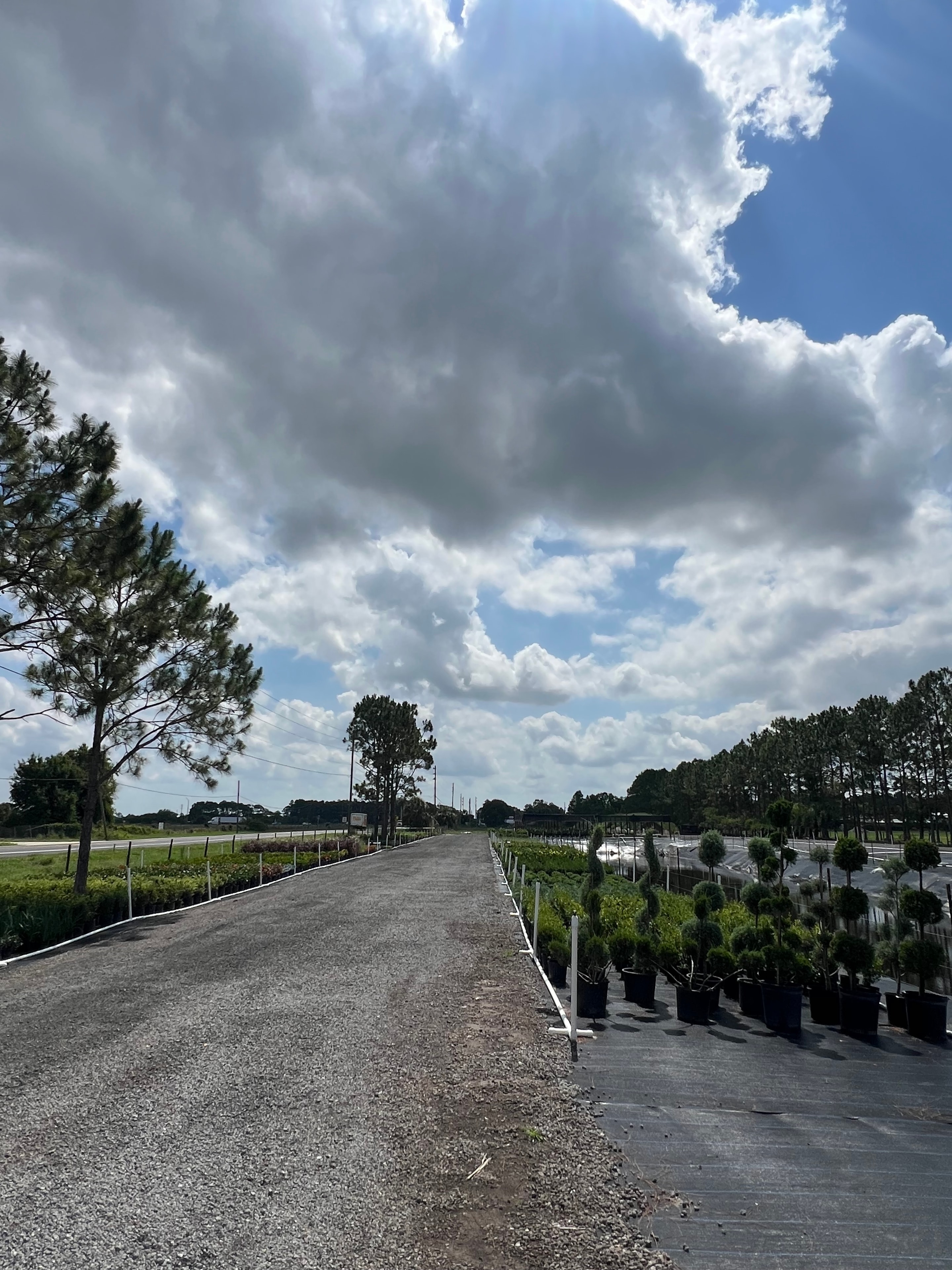Drive-through nursery at Butler Tree Farm